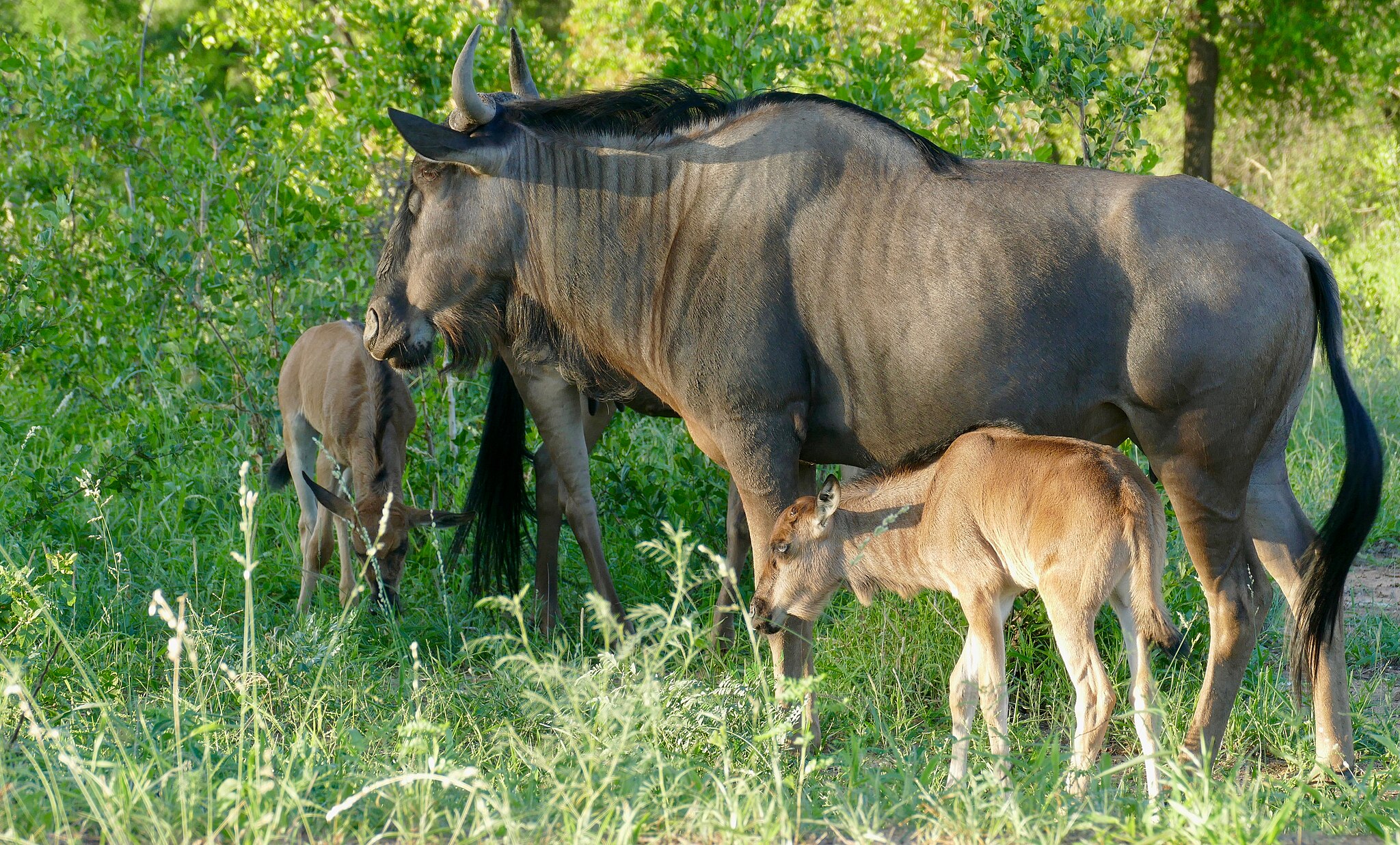 Blue_Wildebeests_(Connochaetes_taurinus)_females_and_youngs_..._(50120233353)