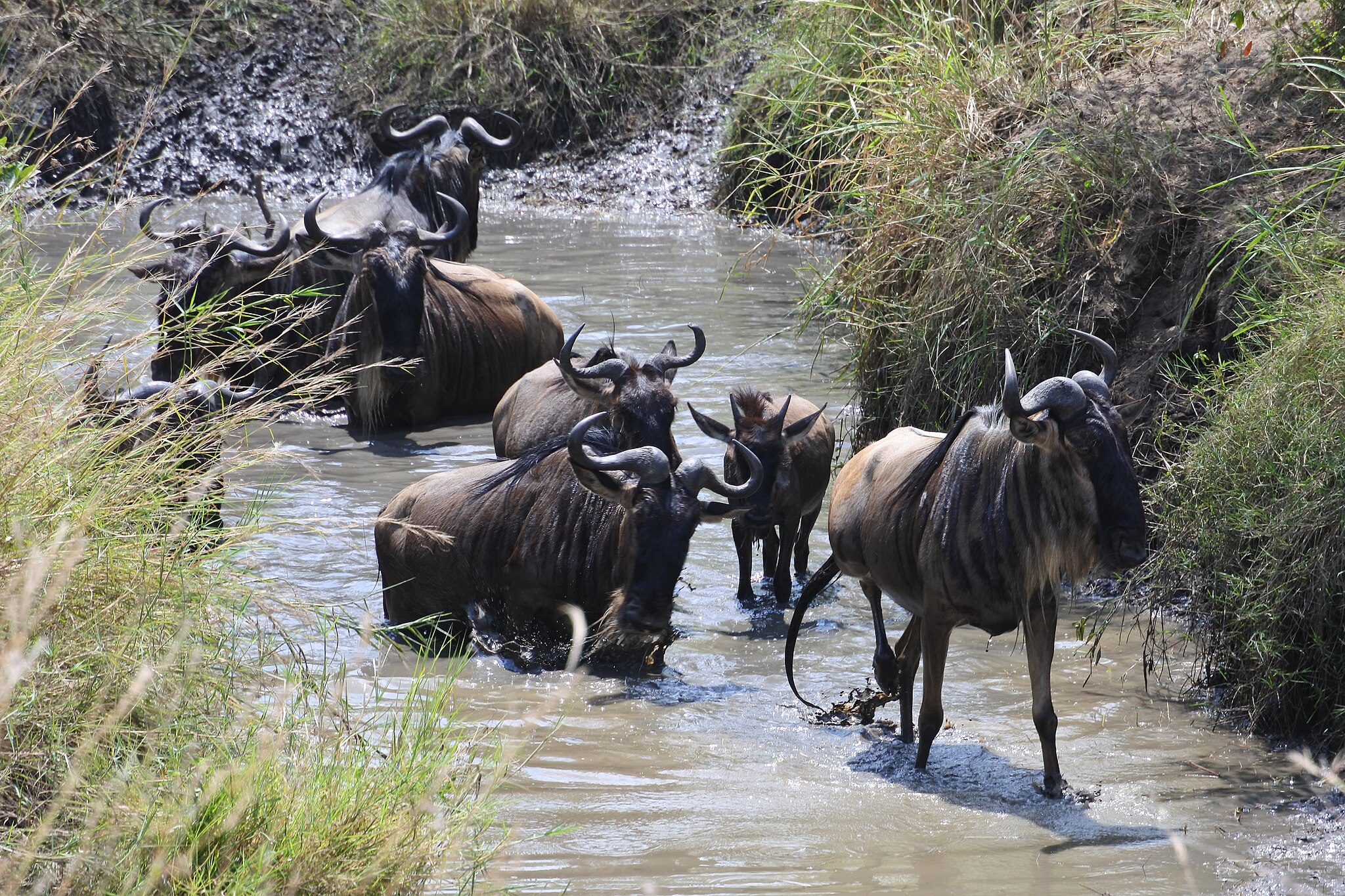 Connochaetes_taurinus_of_Tanzania_14