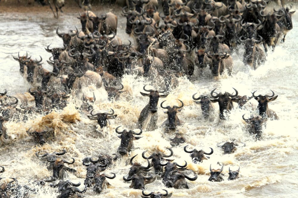 Maasai_Mara_Wildebeest_Migrations