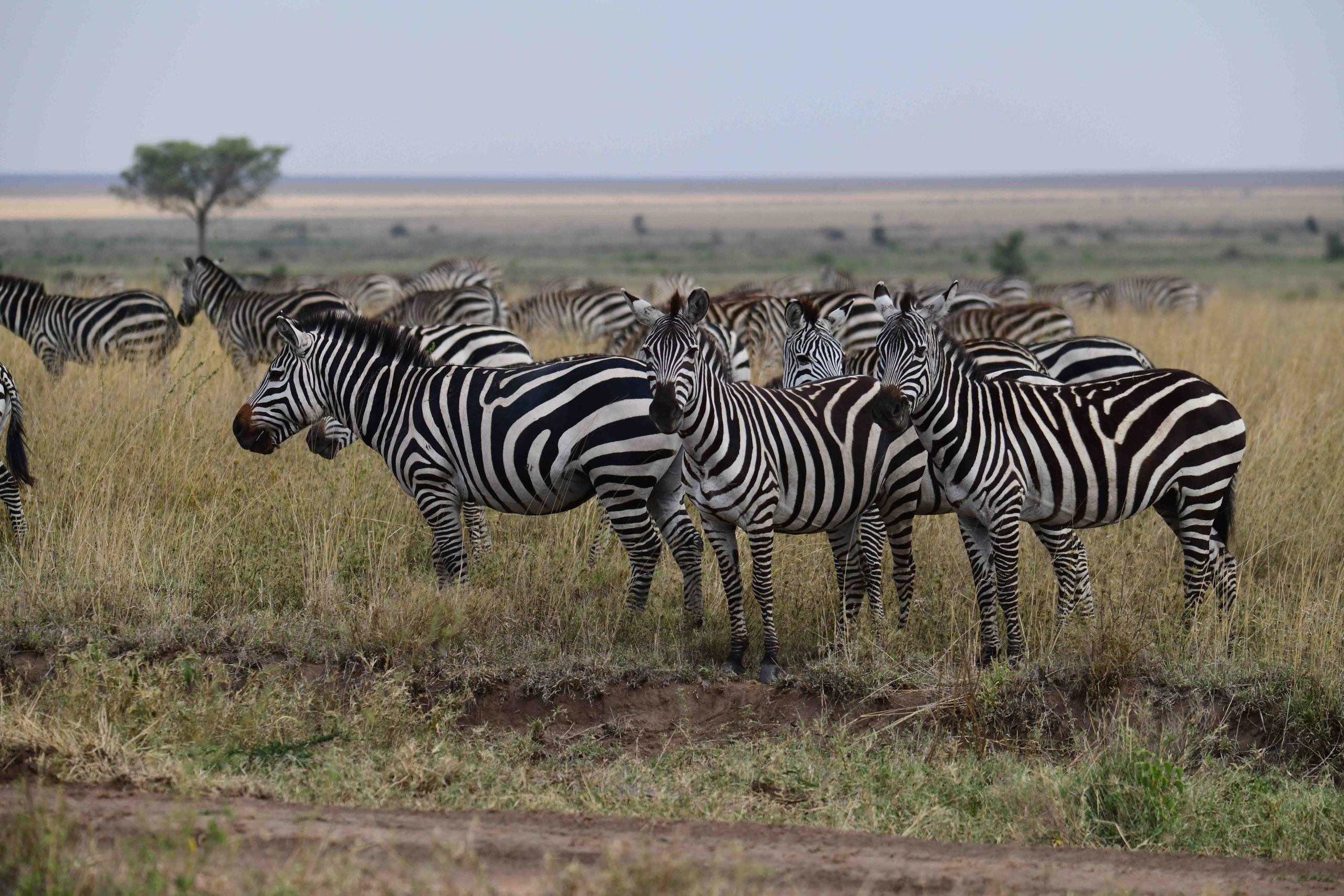 Zebras-Serrengeti-scaled.jpg