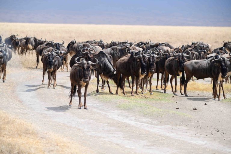 migration-safari-tanzania-scaled