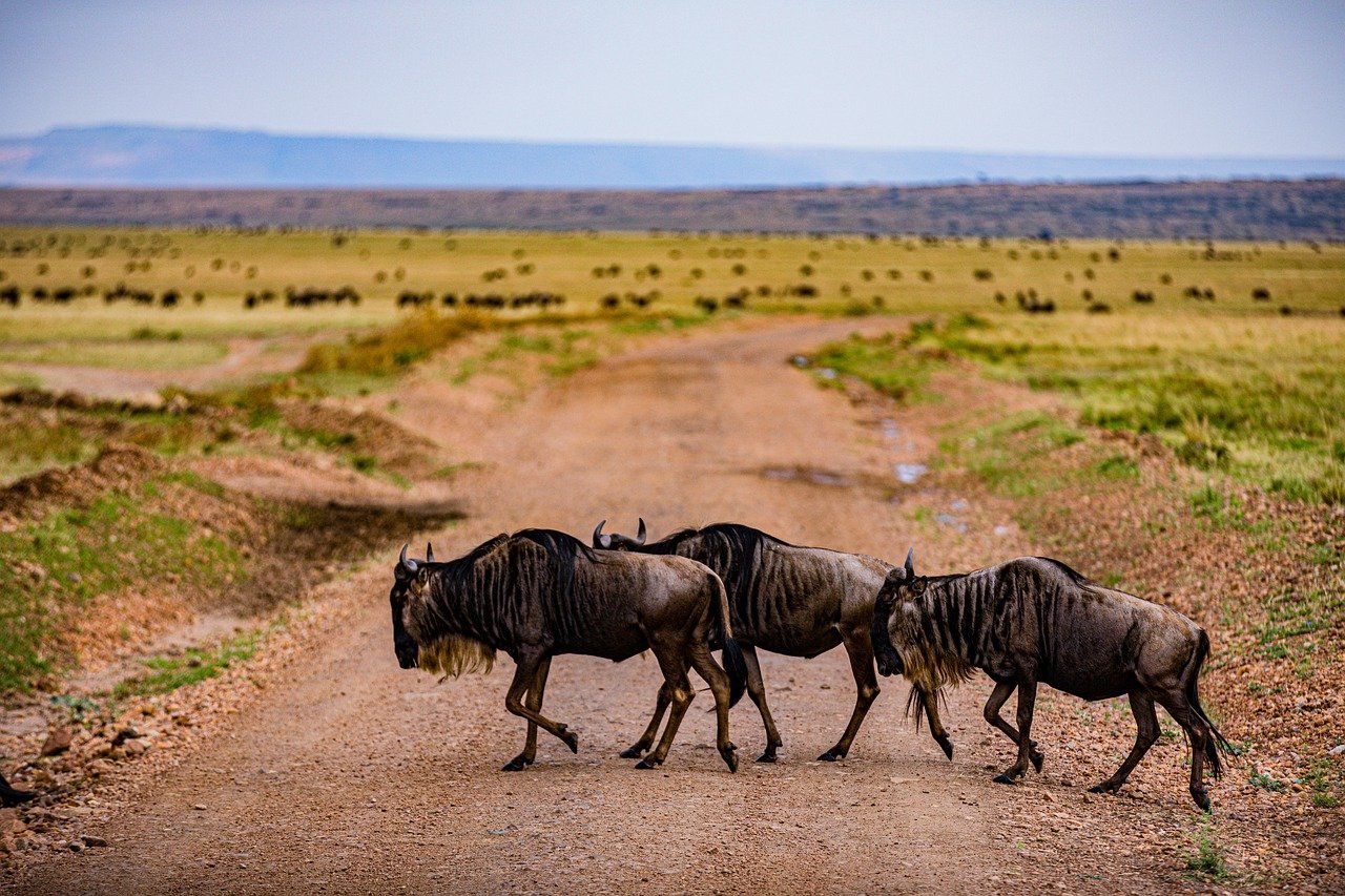 wildebeest-7905439_1280.jpg