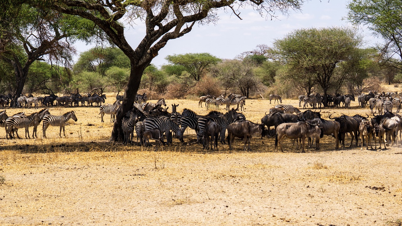 wildebeests-7463289_1280