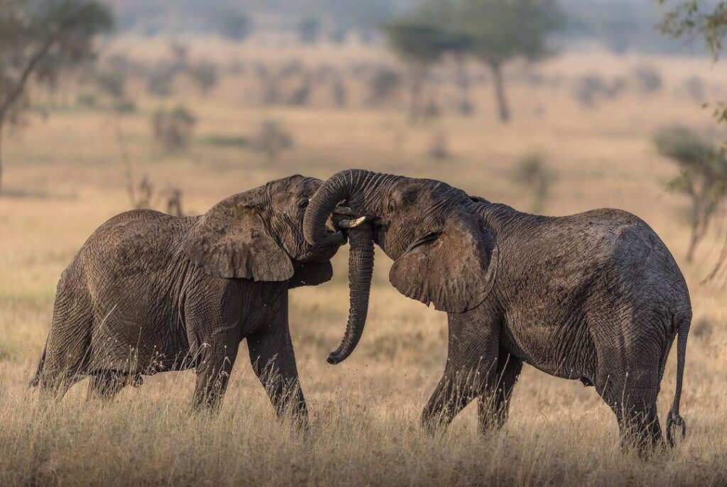 Contact Embakai Tours and Safaris for Tanzania safari bookings, hiking tours, Zanzibar holidays, and personalized travel assistance.