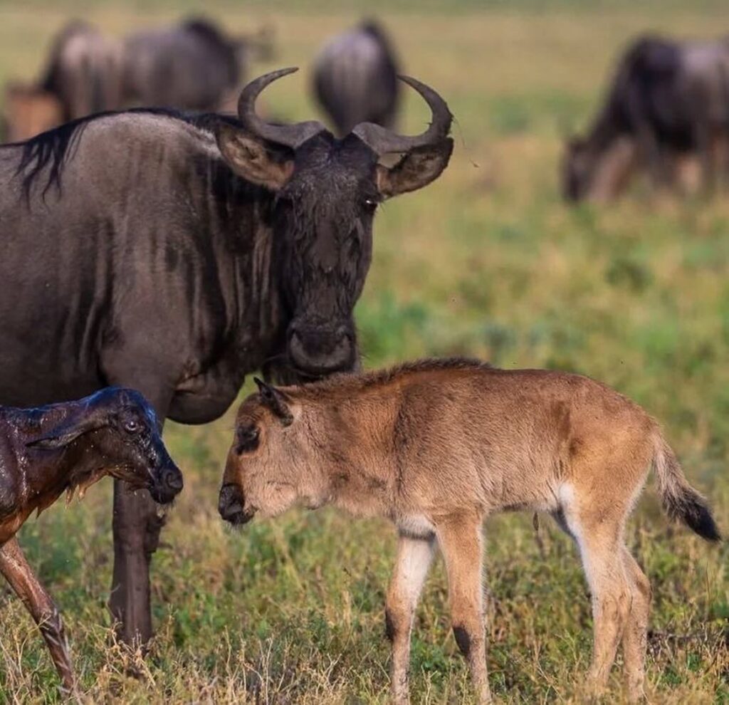 5 Nights Savannah Safaris Adventure