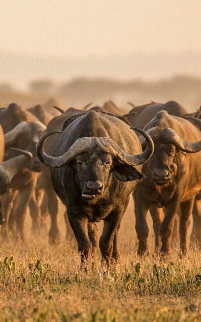 The Serengeti is famous for its expansive grasslands that stretch as far as the eye can see