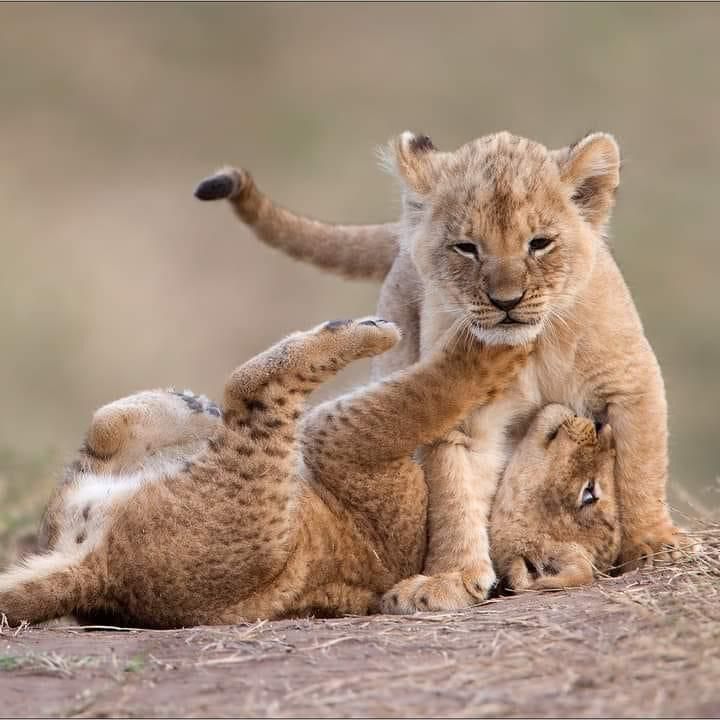 3-Day / 2 Nights World Wonders of Tanzania Safaris