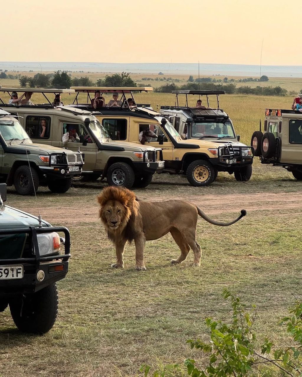 Embakai Tours and Safaris offers expertly organized safaris with extensive local knowledge for an enhanced experience.