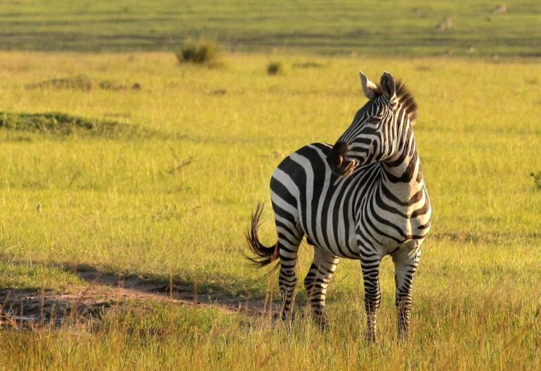 Embakai Tours and Safaris offers expertly organized safaris with extensive local knowledge for an enhanced experience.