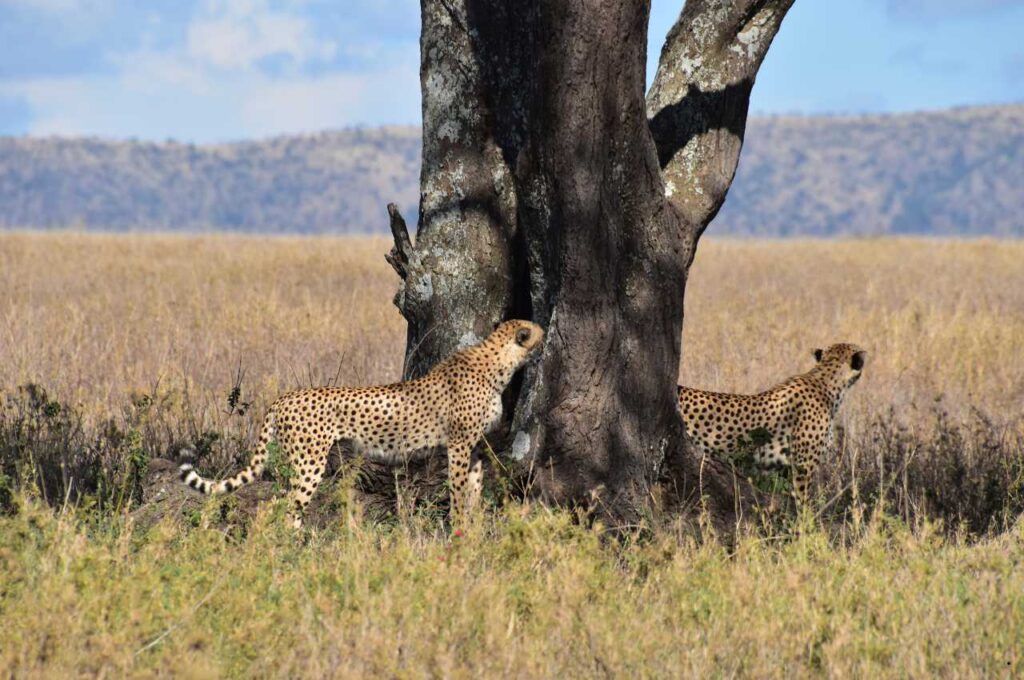 Tanzania Safari Experiences (17)