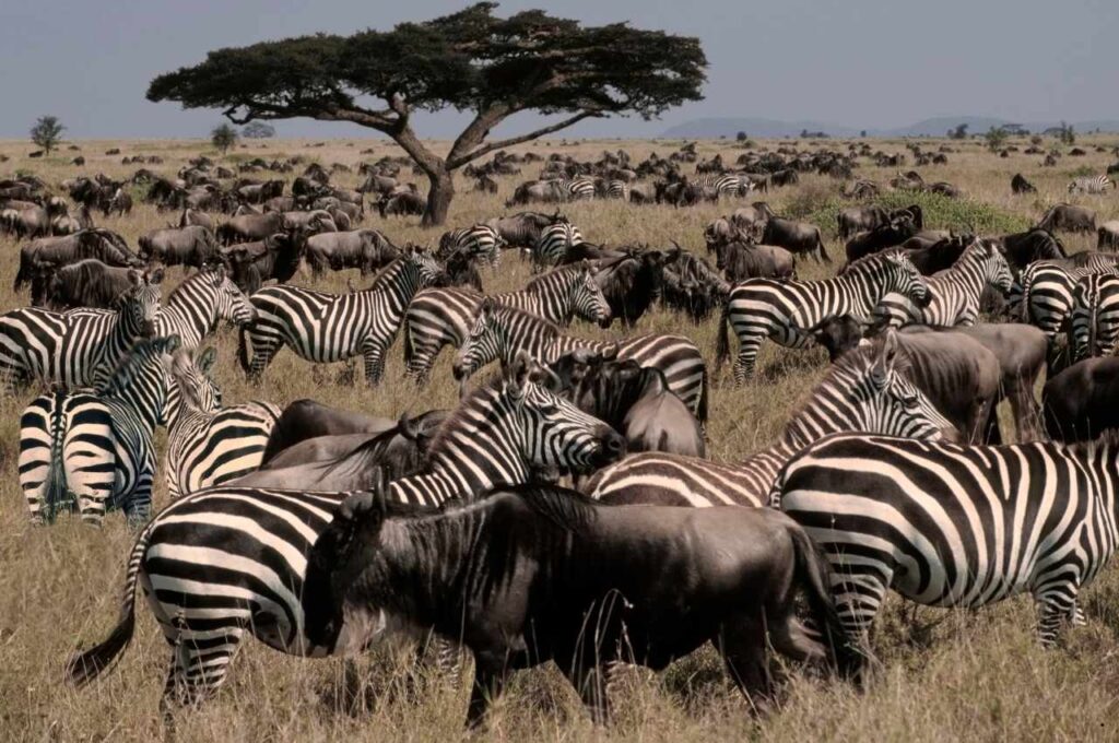 Discover three of Tanzania's premier safari destinations