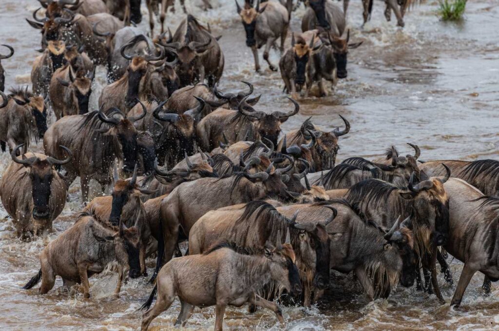 Tanzania Safari Experiences (25)