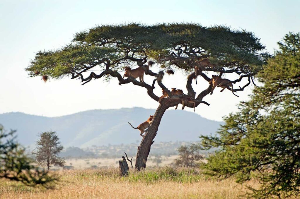 Experience the thrill of a Serengeti balloon safari, encounter incredible wildlife, and connect with Tanzania's rich culture on this unforgettable seven-day adventure.