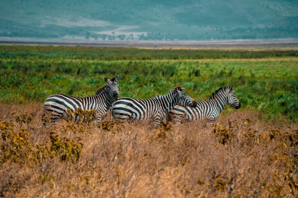 Tanzania Safari Experiences (6)