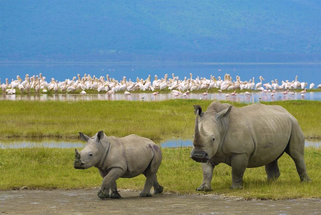 10-Days-Tanzania-safari-all-northern-parks-in-1-trip-wildebeest-migration-1024x684