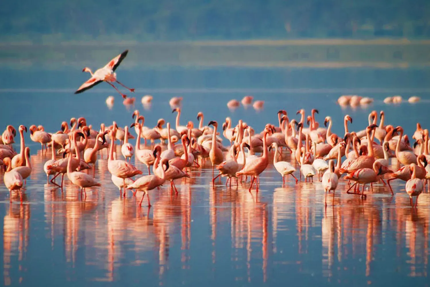 24-hour-lake-manyara-daytrip