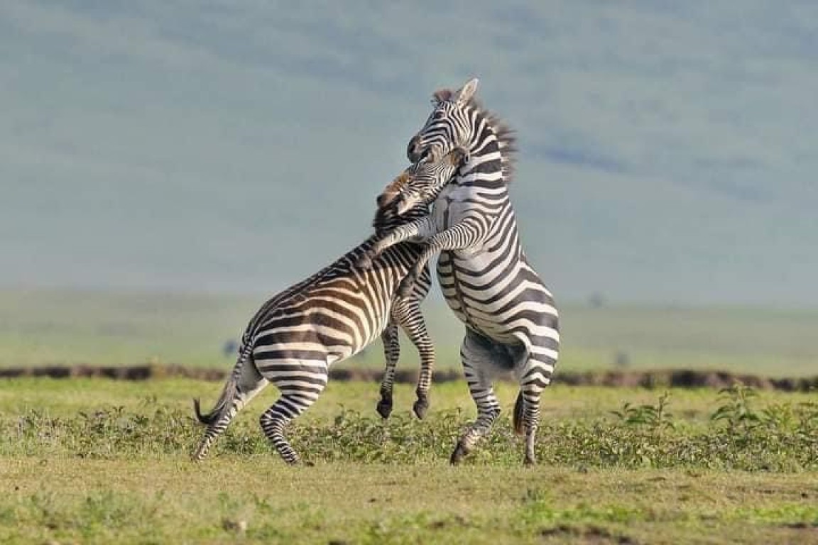2_days_tanzania__lodge_safari_-_tarangire_and_ngorongoro_crater__1667999674