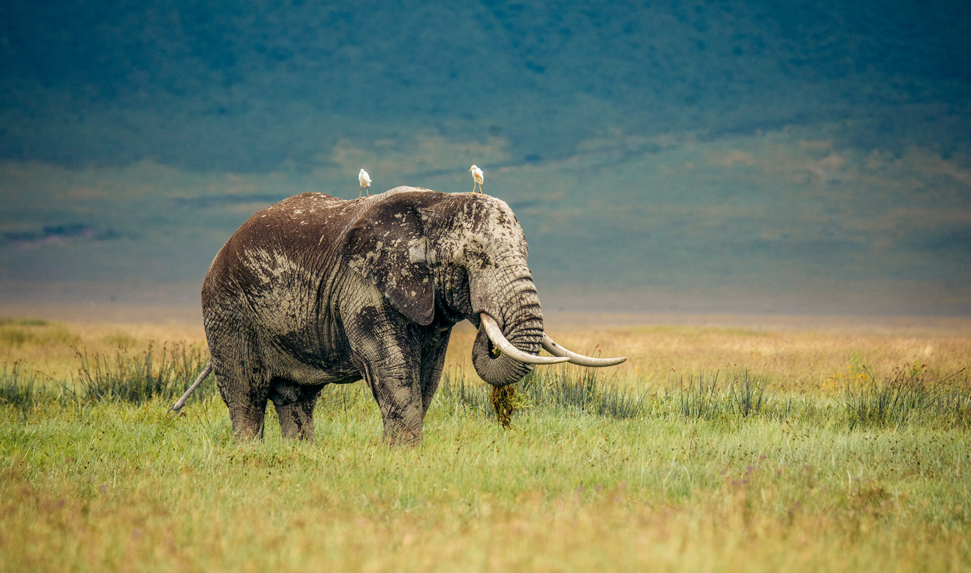 Animals-in-Ngorongoro-Crater