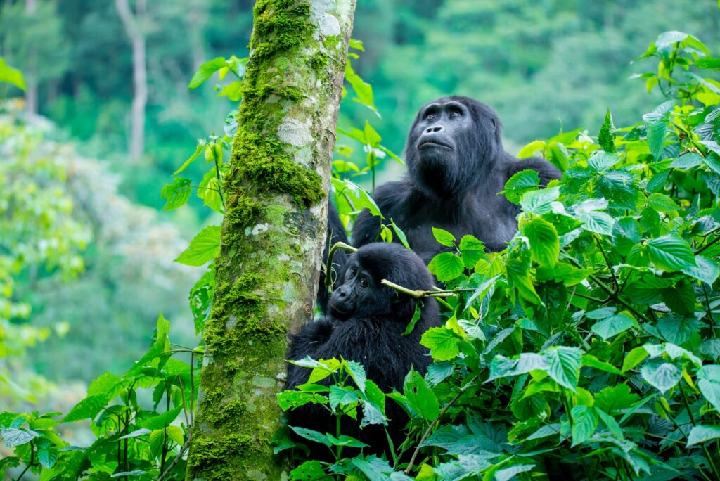 Gorilla-Trekking-Safari
