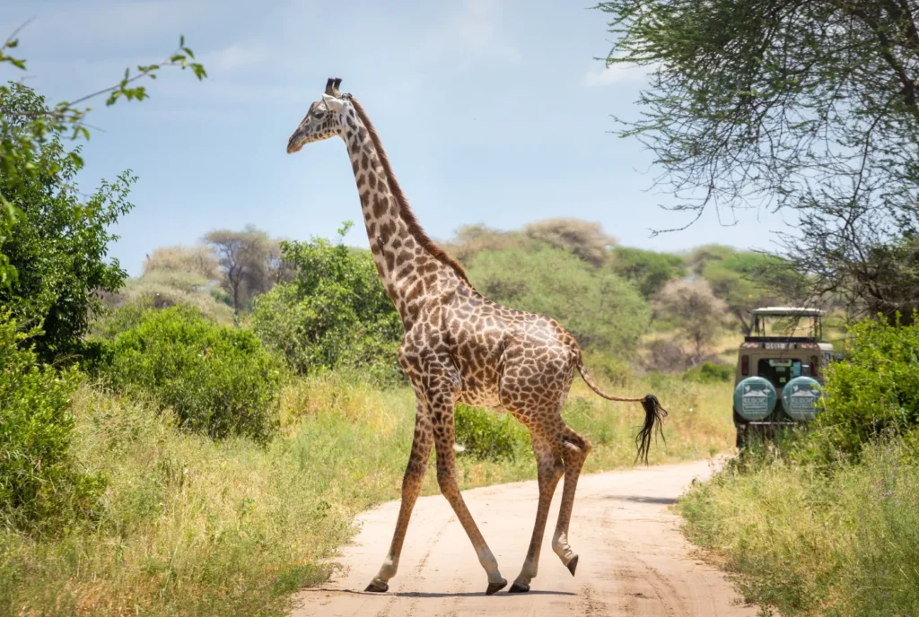 Kilidove-Tour-Safari-Tanzania-29-1-1-1-2