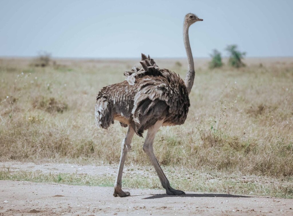 Ngorongoro-Crater-1-9