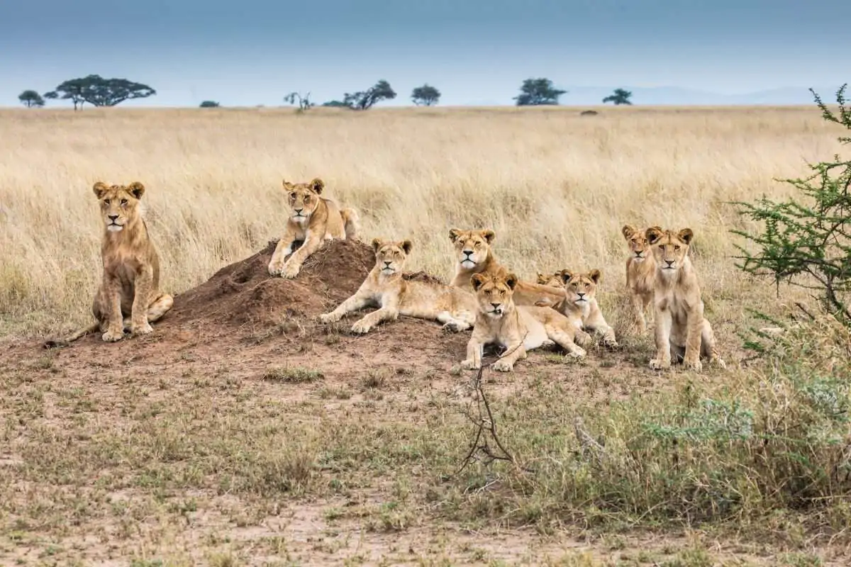 Pride-of-lions-at-Serengeti-National-Park-Tanzania-Africa-Kenya-Safaris-scaled-1.jpg