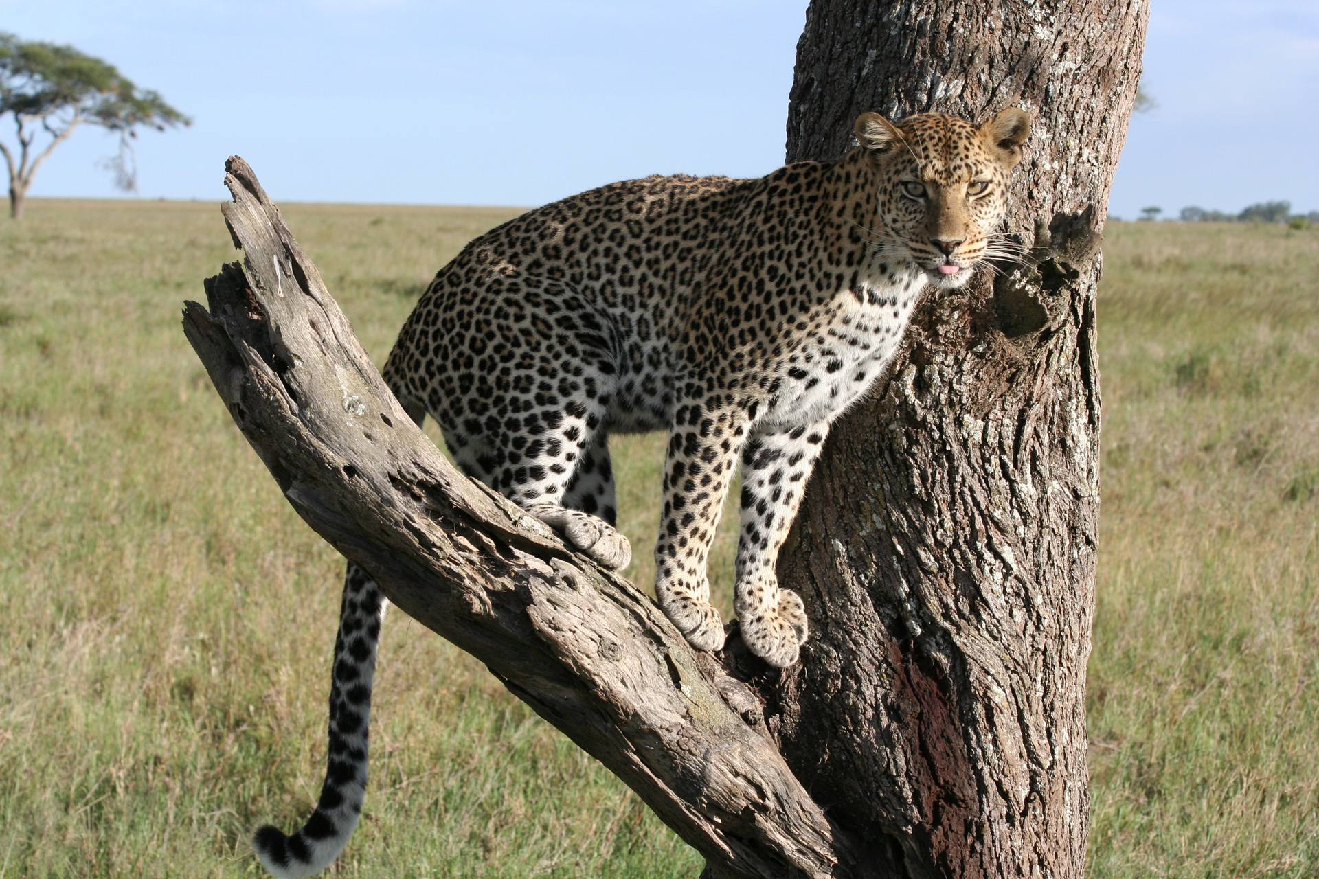 Serengeti_National_Park_Leopard_23