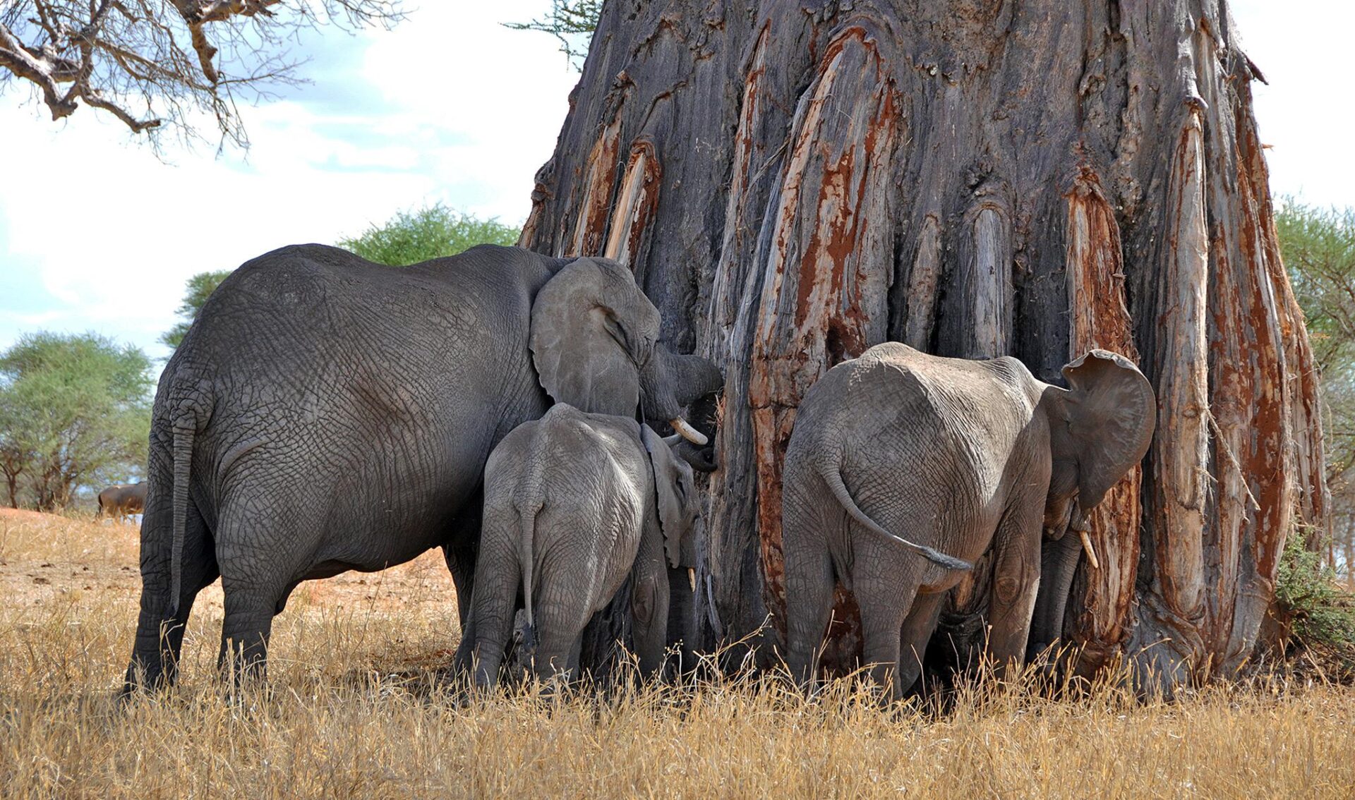 elephants-and-baobab-trees-in-Tarangire