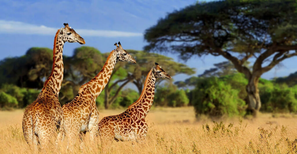 giraffe-arusha