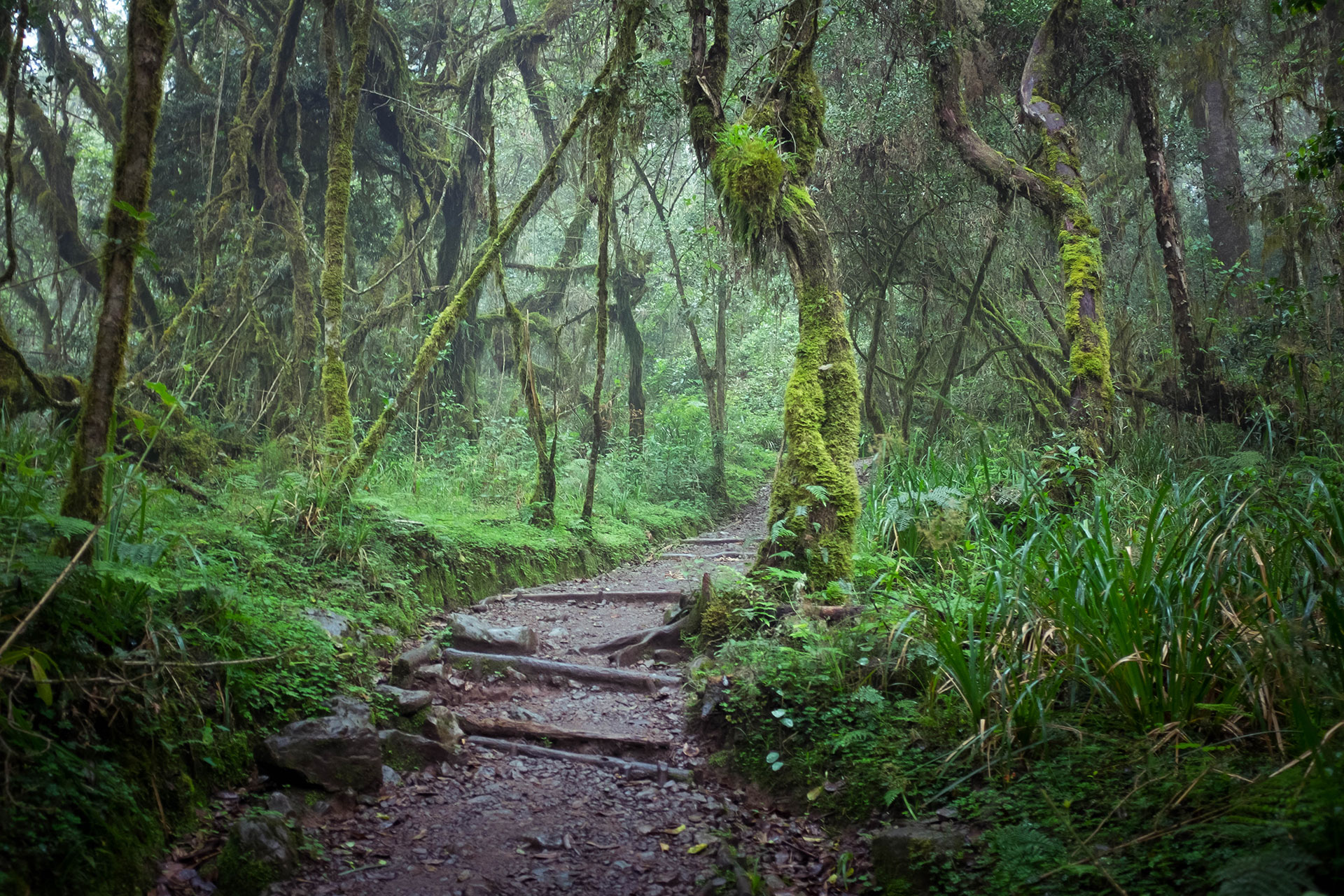 rainforest-kilimanjaro_515149530