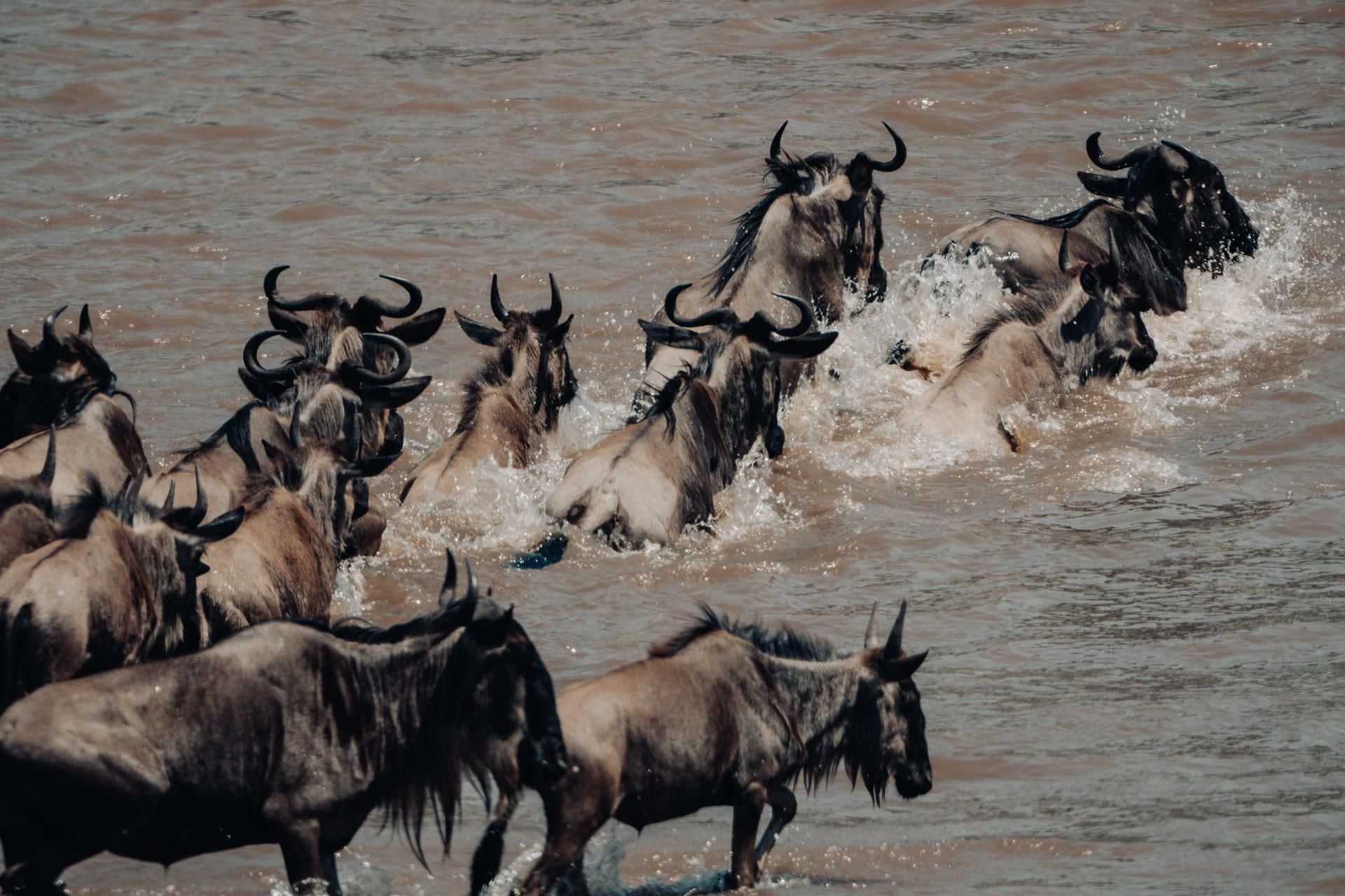 serengeti-greencamp_wildlife-09-24-malicky3