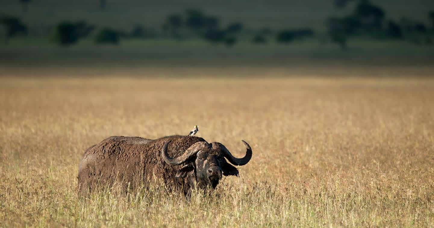 serengeti-wildlife-safari-buffalo