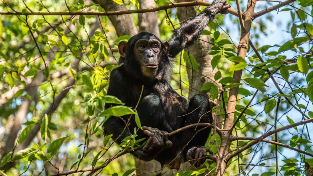sinamatella_-_tanzania_-_mahale_-_20180713_-_452