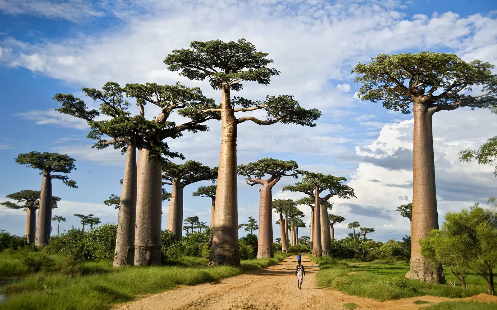 tarangire-1